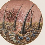 Illustration of skin under beard hair